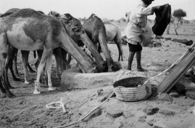 camellos en el abrevadero