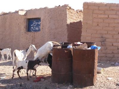 El mundo de las cabras